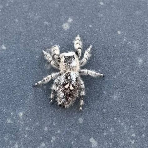 Phidippus Regius - Regal Jumping Spider - USA Spiders