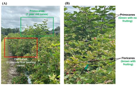 Blackberry Pruning Tips for Optimal Plant Growth and Yield | Panhandle Agriculture