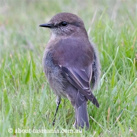 Dusky Robin | About Tasmania