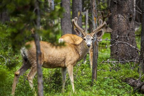 Herd Of Elk In Yellowstone National Park Stock Image - Image of ...