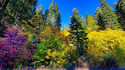 Fall colors are popping in Northern California's Plumas County. Look for bright sugar maples and ...