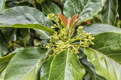 Avocadoblüte - Männliche und weibliche Blüten & ihre Bestäubung