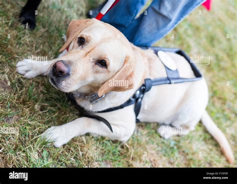 Labrador retriever guide dog before the last training for the animal ...