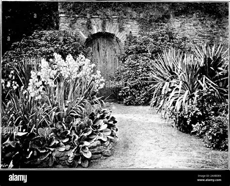 August flower border Black and White Stock Photos & Images - Alamy