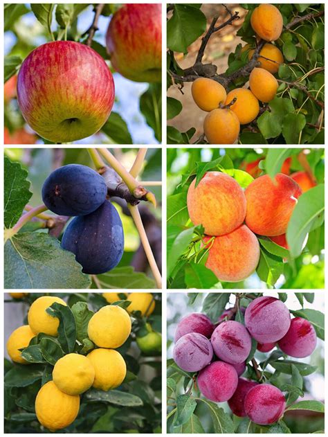 Our Tips for Fruit Tree Planting Success - Evergreen Nursery