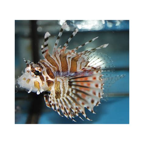 Dendrochirus zebra - Zebra turkeyfish - Korallen-Outlet wholesale and, 48,64