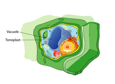 Vesicles: Definition & Function - Video & Lesson Transcript | Study.com