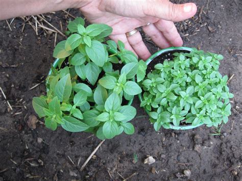 How to Grow Spicy Globe Bush Basil - Plant Instructions