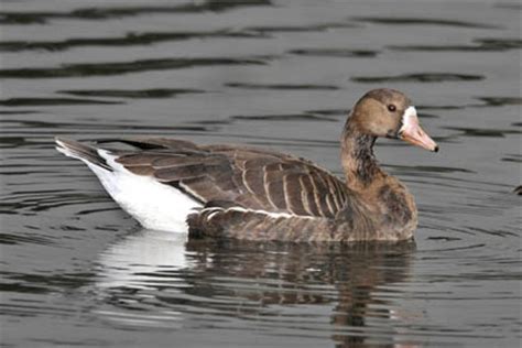 Greater White-fronted Goose Pictures and Photos - Photography - Bird ...