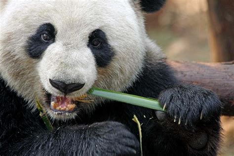 Panda Bear Eating