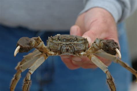 Shorelines » Blog Archive Wanted: The Hunt for Chinese Mitten Crabs Is Back On - Shorelines