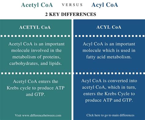 Difference Between Acetyl CoA and Acyl CoA | Compare the Difference Between Similar Terms