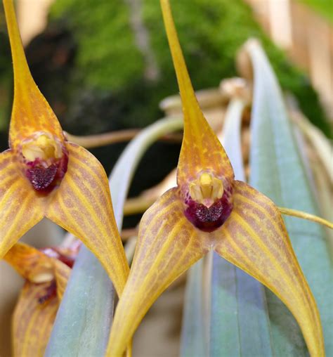 Masdevallia caesia species orchid | ...100th view 10-28-18..… | Flickr