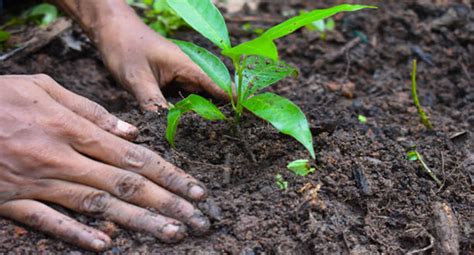 Bottle Brush Plant & Tree Care: How To Look After It? - EmbraceGardening