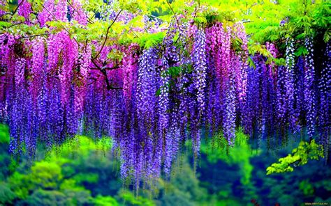 Wisteria Tree With Pink And Purple Flowers Wallpaper Hd For Desktop ...