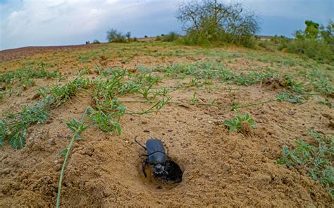 Dung Beetles: The Little Things That Run the World | RoundGlass | Sustain