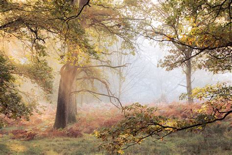 Tips on How to Improve your Woodland & Forest Photography — Brad Carr Photography