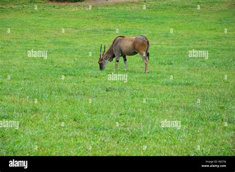 antelope eating grass Stock Photo - Alamy