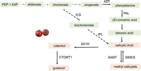 Frontiers | The dissection of tomato flavor: biochemistry, genetics, and omics