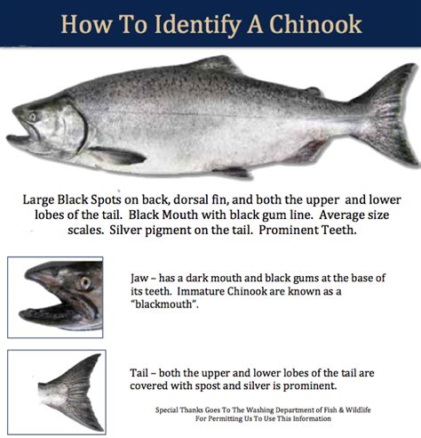 Roaring Fork Guide Service Chinook Salmon - Roaring Fork Guide Service