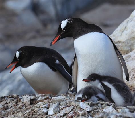 Gentoo Penguins with chicks at Jougla Point, Antarctica | Flickr