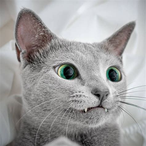 Russian blue cat : r/DisneyEyes