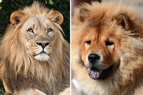 8 Dogs That Look Like Lions | Reader's Digest