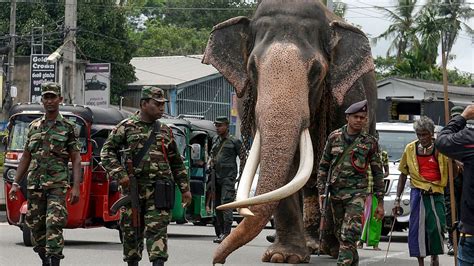 Biggest Elephant Ever Killed