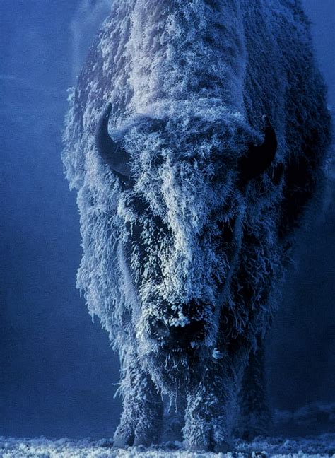 🔥 Portrait of a Female Buffalo with hoarfrost on its cost (by Tom ...