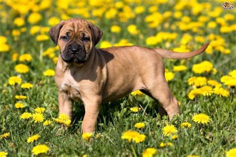 15 Fawn Dog Breeds: Beautiful Brown!