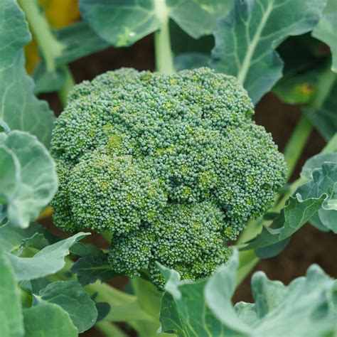 Home & Living Fresh Vegetable Seeds NON-GMO 250 Large Broccoli Seeds ...