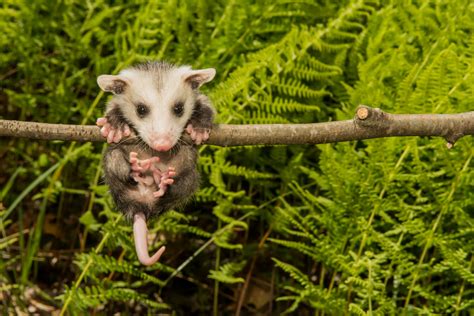 10 Awesome Opossum Facts: Learn About America's #1 Marsupial