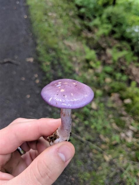 This pretty purple mushroom I found in upstate NY : r/mycology