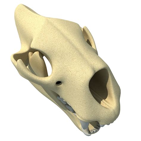 3d animal skull model