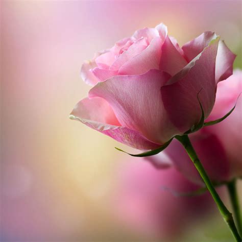 Single Pink Rose Wallpaper 1080p On High Resolution - High Resolution 1080p Flowers Wallpaper Hd ...