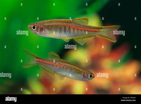 Burma danio, Glowlight danio (Danio choprae, Danio choprai, Brachydanio choprai, Celestichthys ...