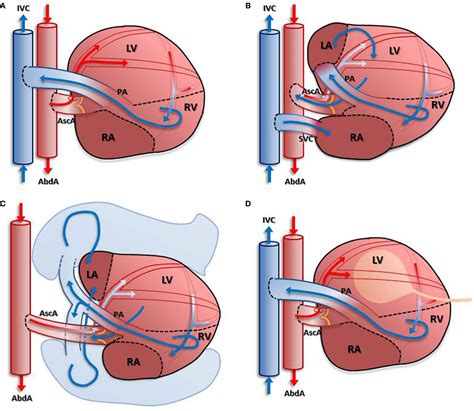 Frontiers | Rat Heterotopic Heart Transplantation Model to Investigate Unloading-Induced ...