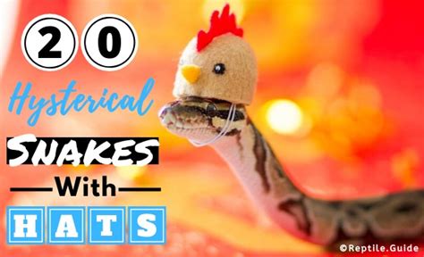 20 Hysterical Snakes With Hats You Won't Want to Miss