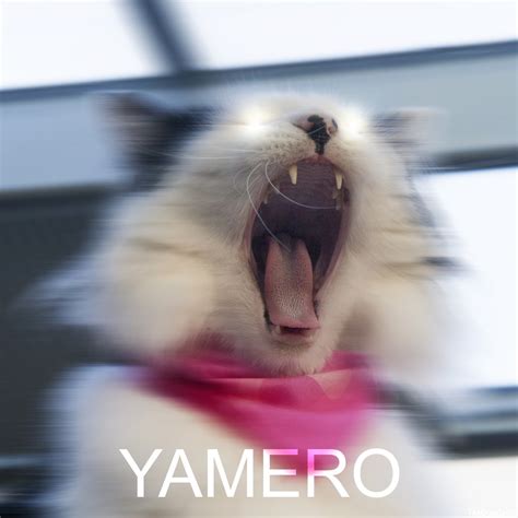 Yamero Screaming Crying Cat Meme - img-brah