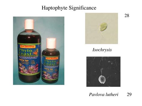 PPT - HAPTOPHYTES PowerPoint Presentation, free download - ID:6221276