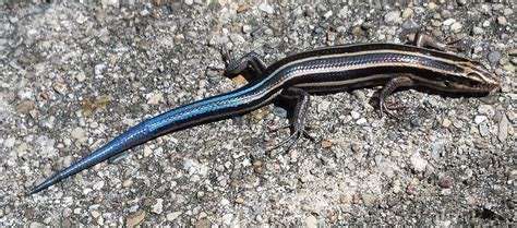 Pinehaven - Farmersville, Ohio: Blue-Tailed Skink