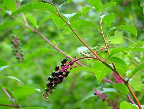 Spring Berries | A type of berry that will stain anything it… | Flickr