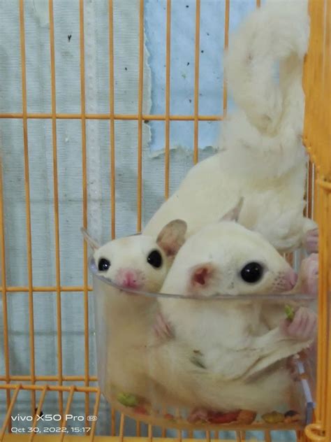 leucistic sugar glider one pair with cage for sale, Pet Supplies, Homes & Other Pet Accessories ...