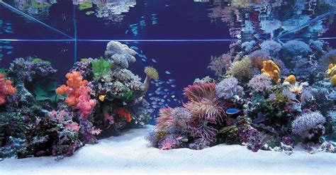 your pets online: #1 Way For Your Saltwater Aquarium Setup – Choosing A ...