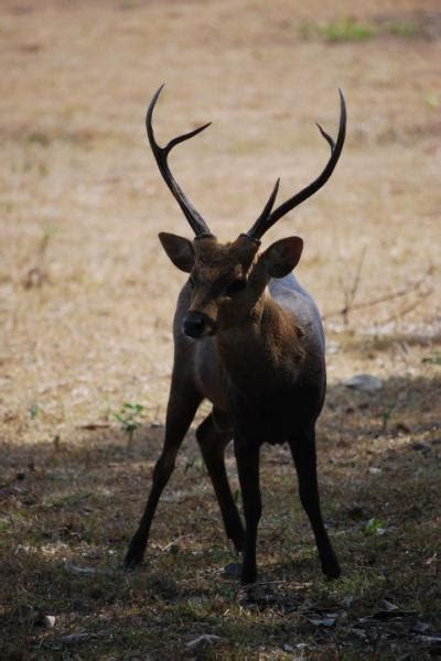 Animal Destination: Philippine Deer