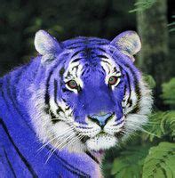 15 Best Maltese Tiger ideas | maltese tiger, tiger, blue tigers