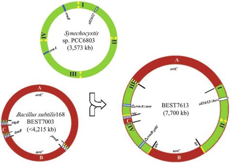 Structure of the megacloned Synechocystis genome in the B. subtilis ...