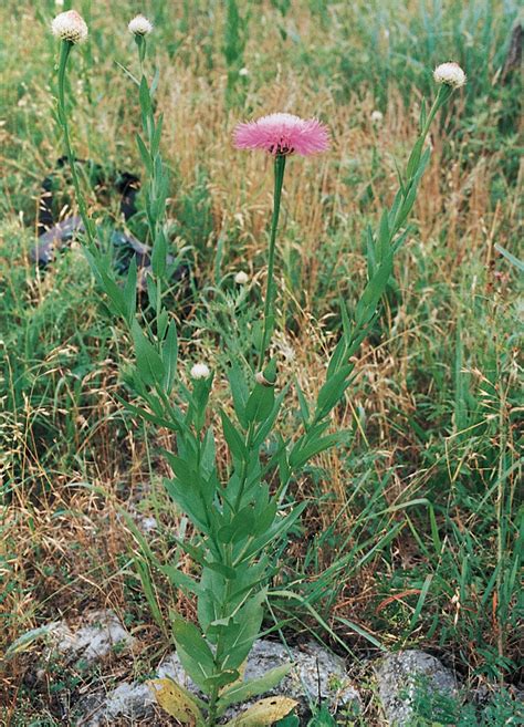 Grazing Oklahoma: American basketflower – Oklahoma Farm & Ranch