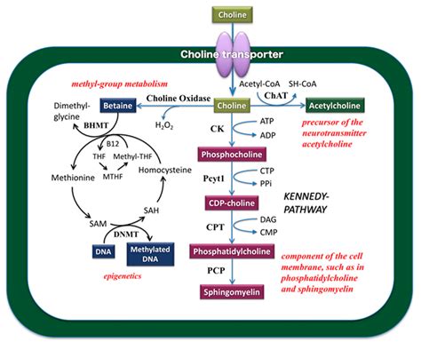 Acetylcholine Synthesis Pathway