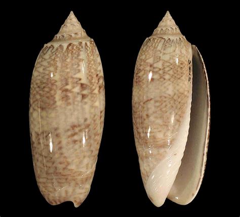 Lettered Olive - The shell of this species can be about 6 cm (2 1⁄4 in) long (maximum reported ...